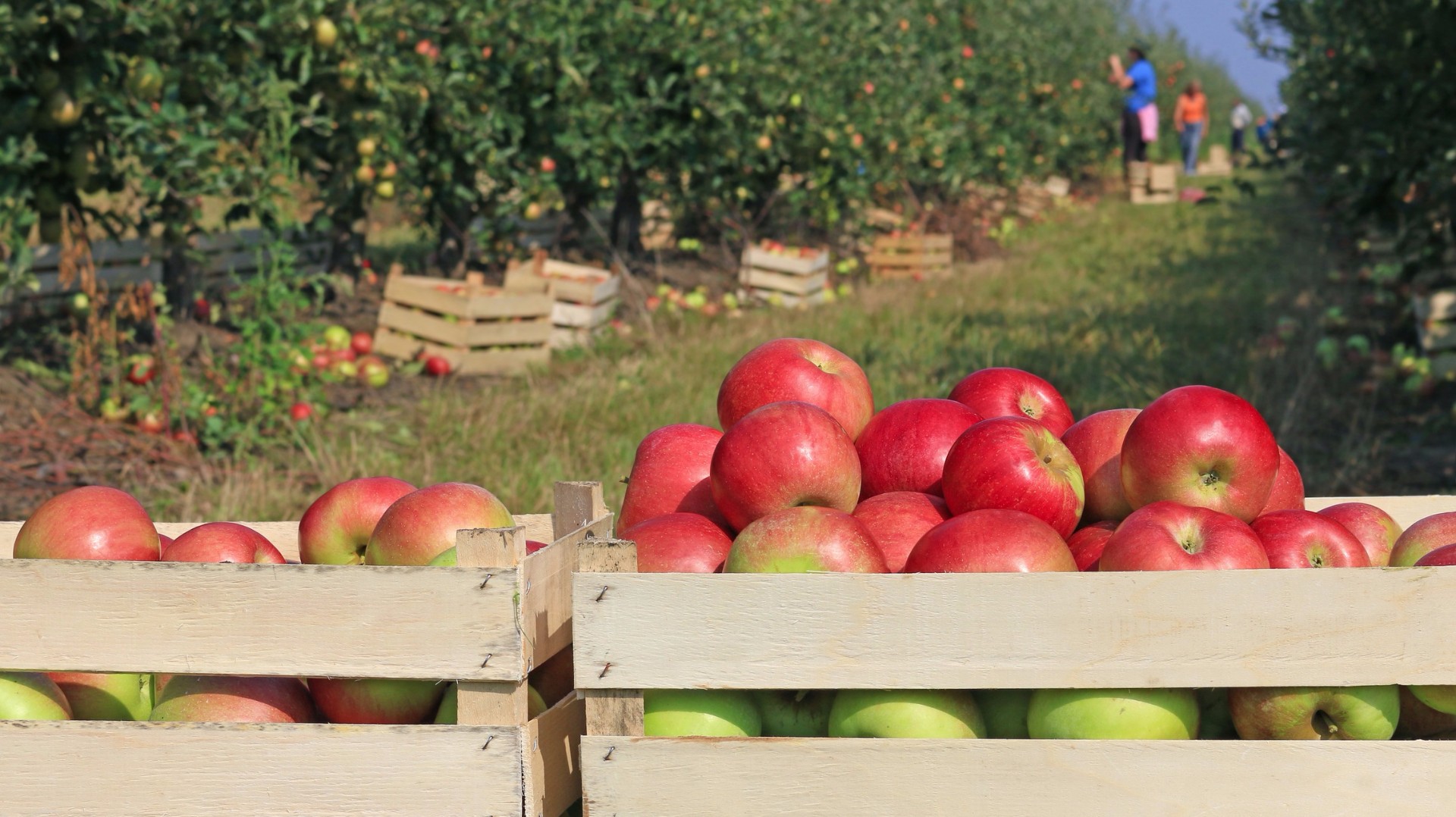 11alive-here-s-a-list-of-atlanta-area-orchards-for-apple-picking